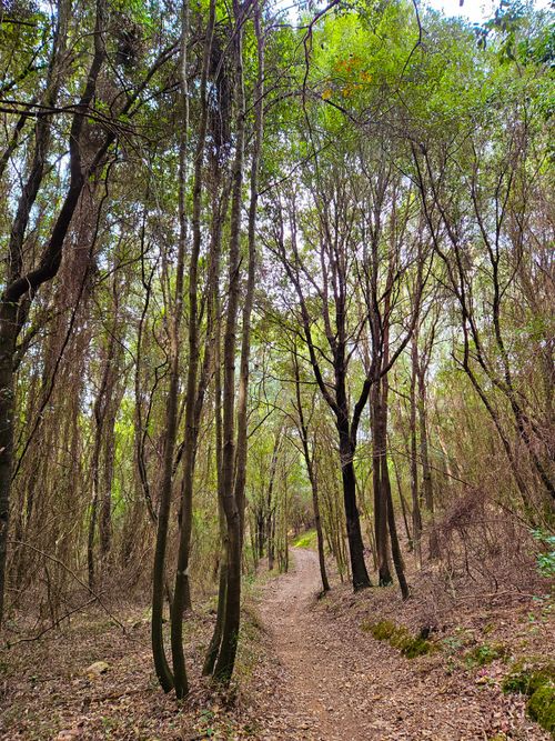 Free Tranquil forest trail surrounded by tall trees in early fall, perfect for hiking. Stock Photo