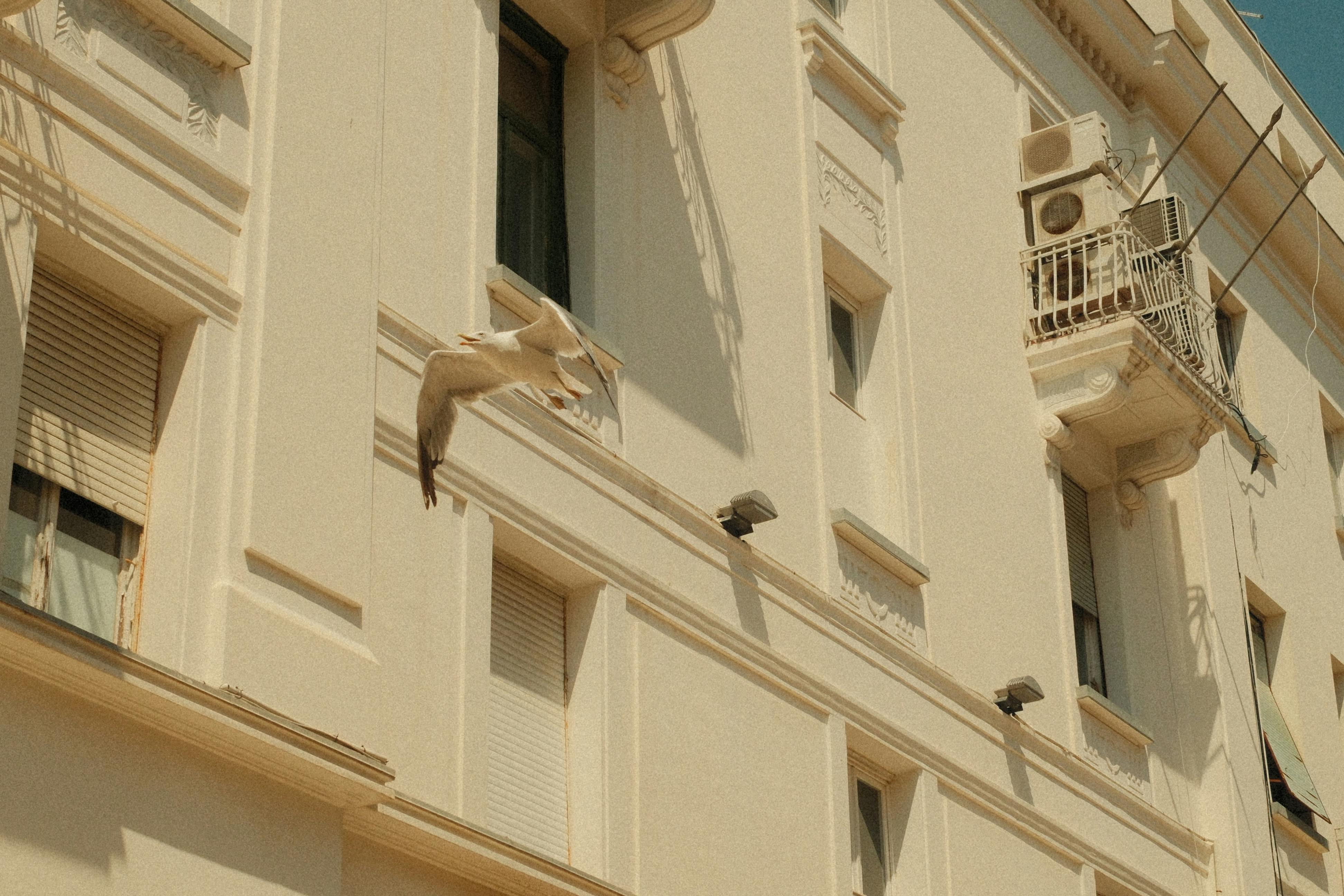 Bezpłatne Mewa majestatycznie przelatuje obok zabytkowego budynku w Splicie w Chorwacji, oddając architektoniczny urok miasta. Zdjęcie z galerii