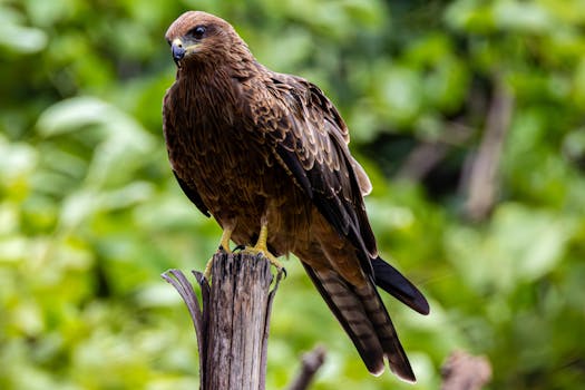 A black kite (Milvus migrans) standing elegantly on a tree stump with a blurred green background.