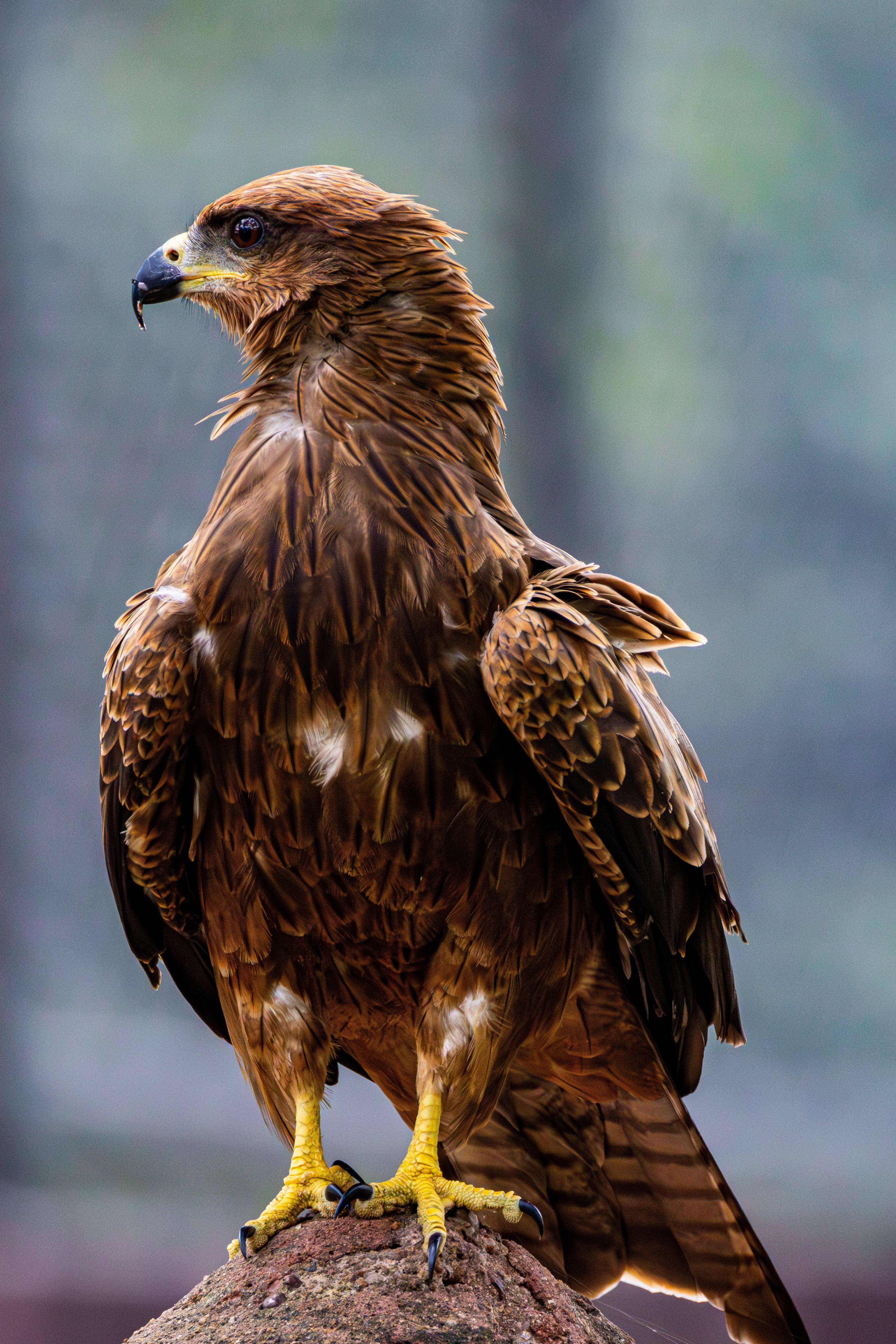 Foto de stock gratuita sobre accipítridos, águila, águila calva, águila ...