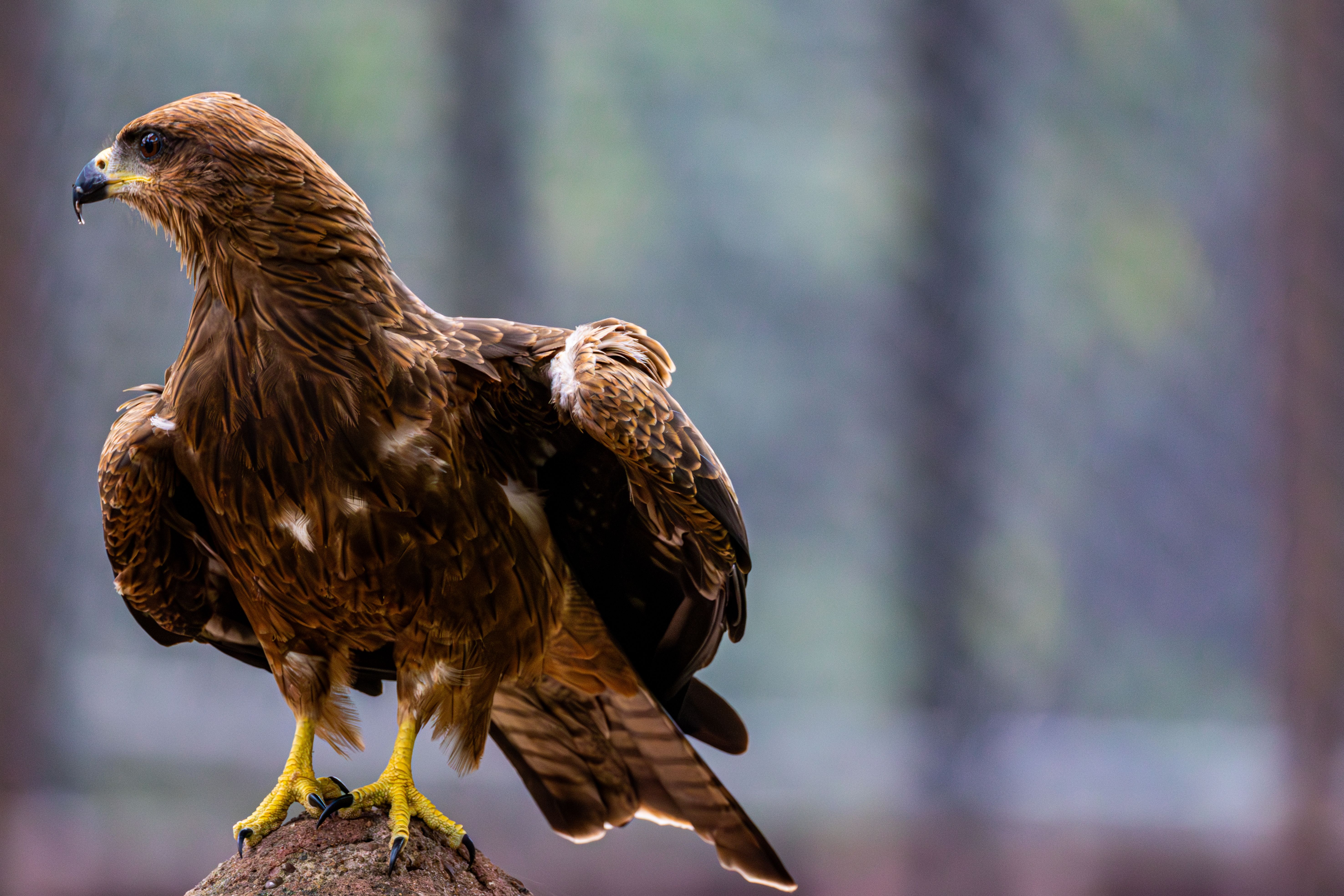 Close-up of a majestic golden eagle perched calmly, showcasing its elegant plumage.