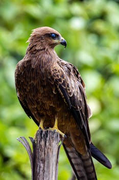 Close-up of a brown hawk resting on a tree stump with blurred green foliage background.