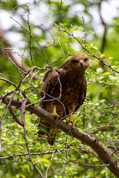 A hawk sits majestically on a tree branch surrounded by lush green foliage in a vibrant forest setting.