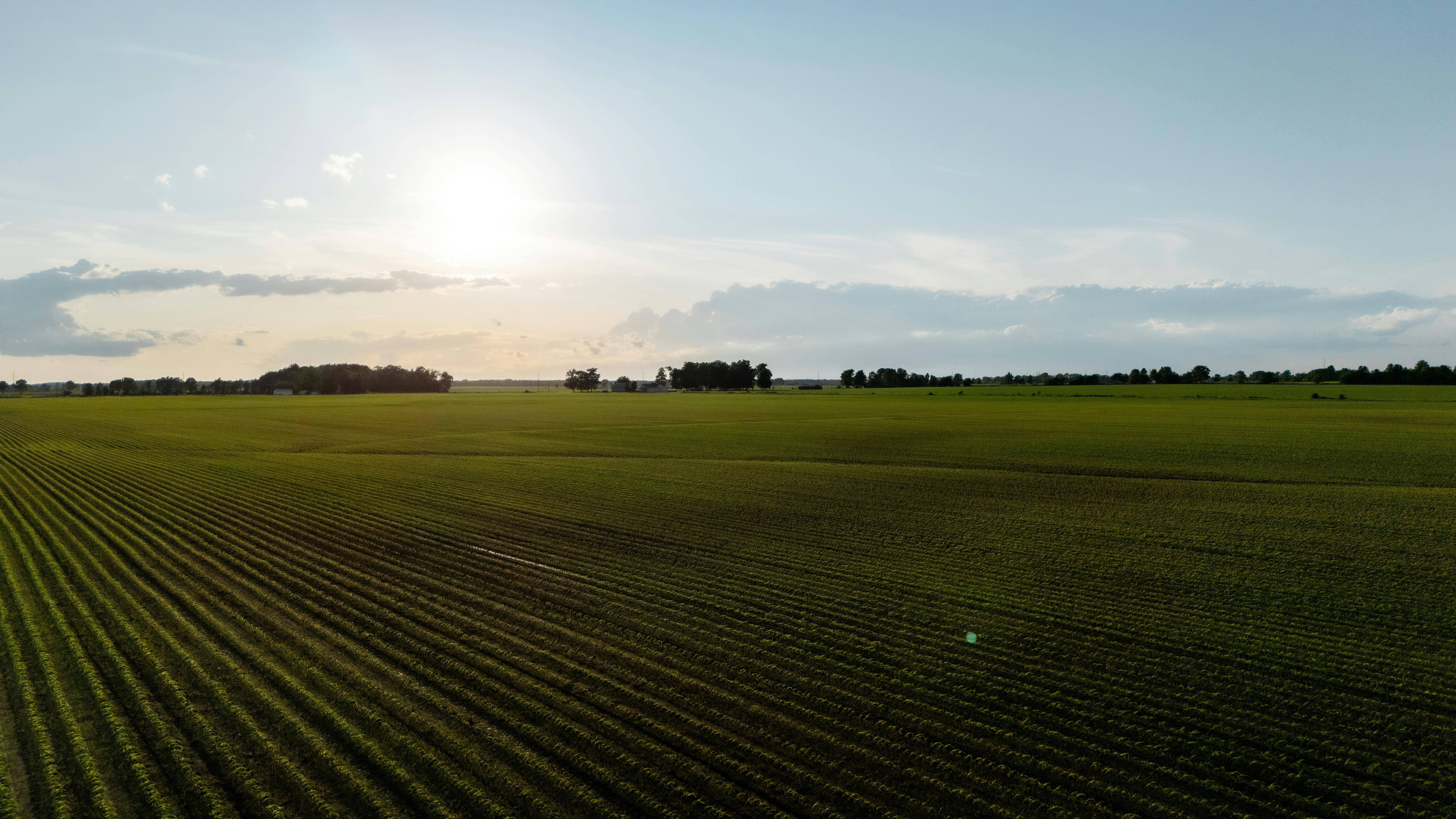 grátis Vista aérea de um amplo campo de cultivo verde ao nascer do sol, exibindo longas fileiras de plantações sob um céu limpo. Foto profissional