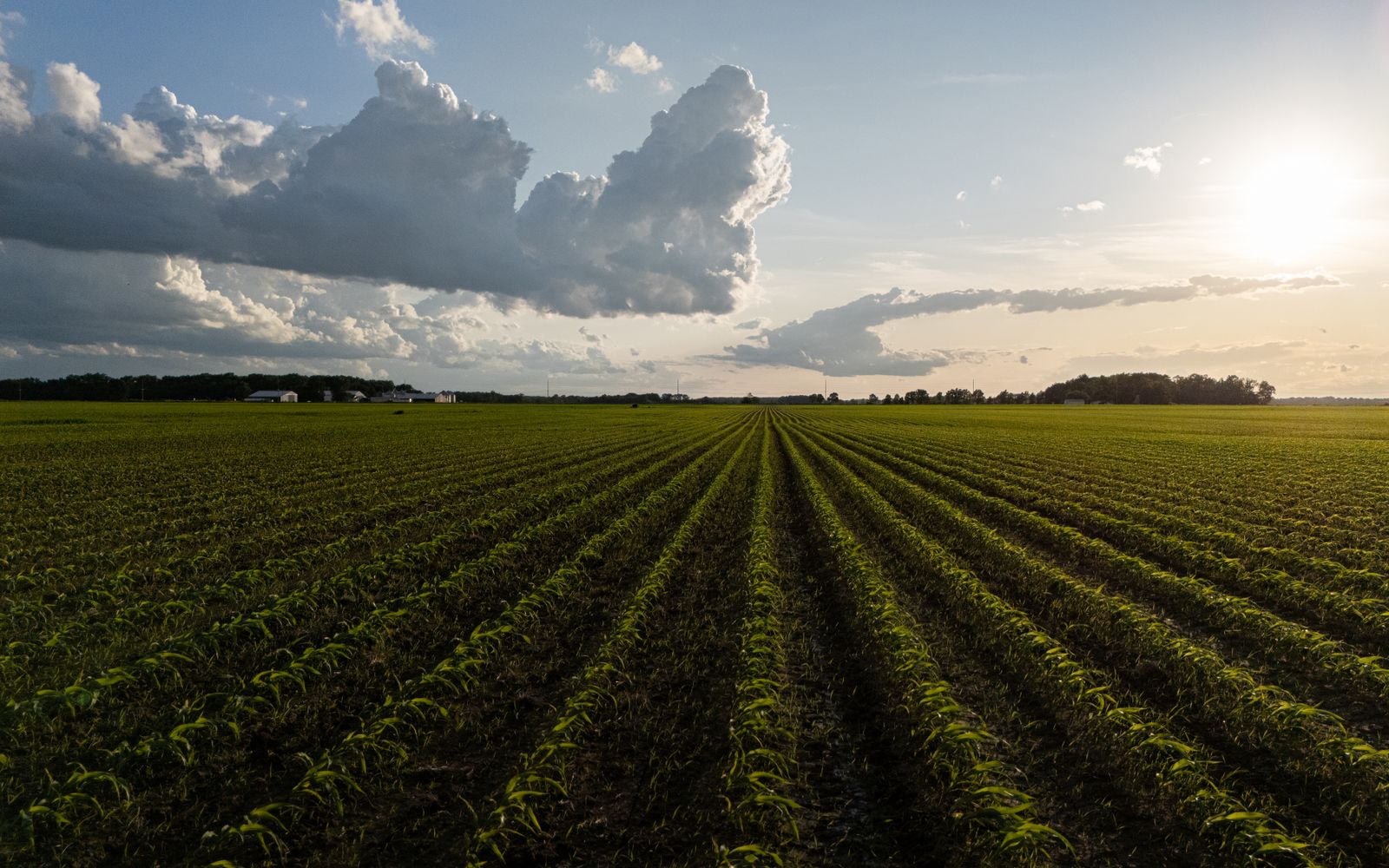 Aerial view of a lush cornfield at sunset with dramatic clouds