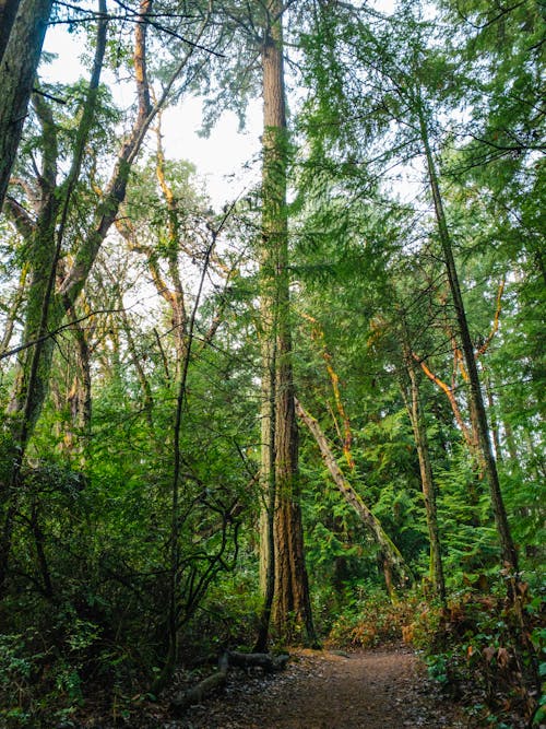 Foto d'estoc gratuïta de arbres forestals, bosc, bosc de tardor