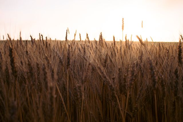 Agri Investment Plan 2