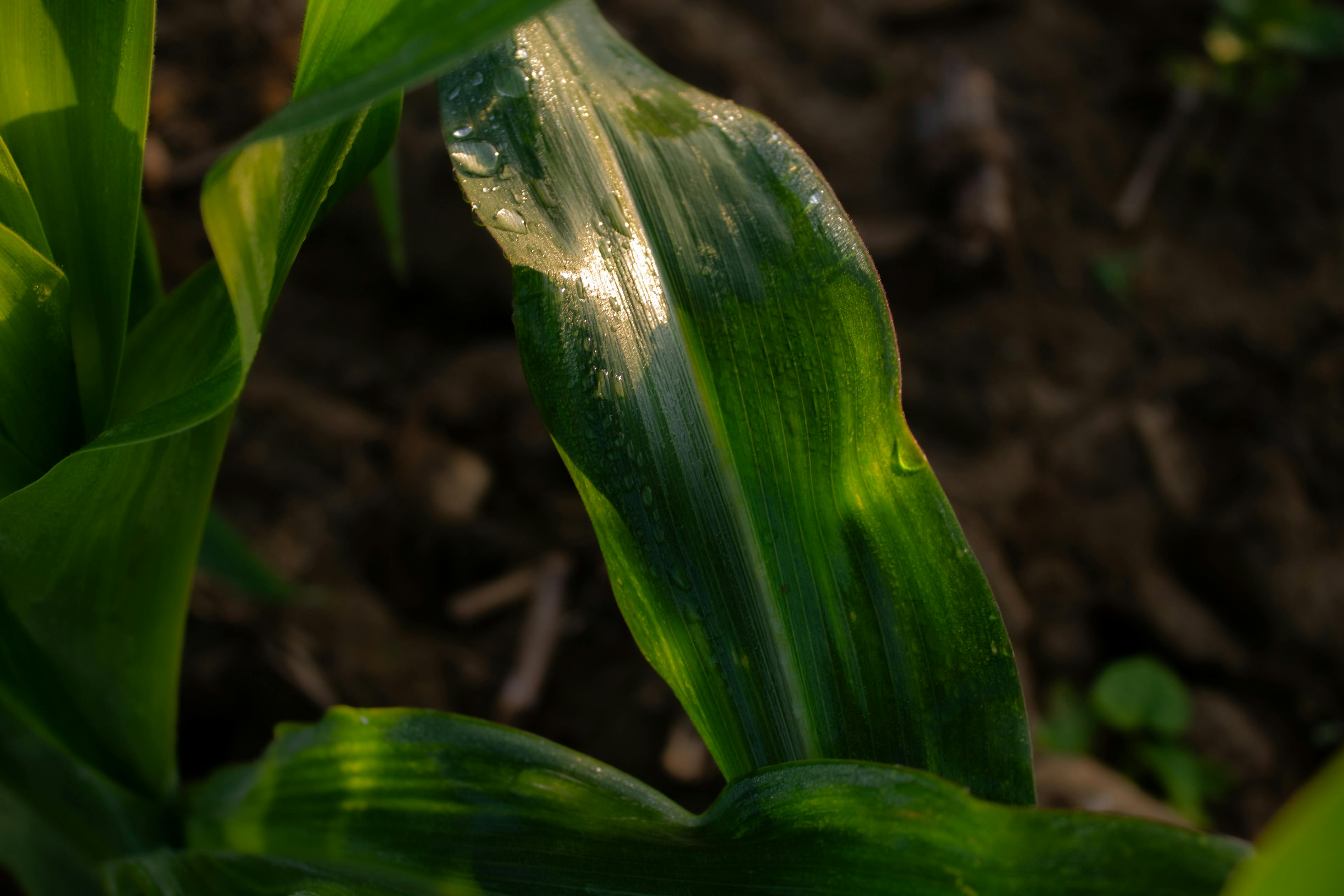 Kostenlos Nahaufnahme Eines Taufrischen Maisblattes Im Landwirtschaftlichen Bereich Stock-Foto