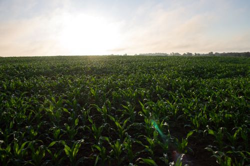 Free Vast cornfield under a serene sunset, showcasing lush green plants and a tranquil rural setting. Stock Photo