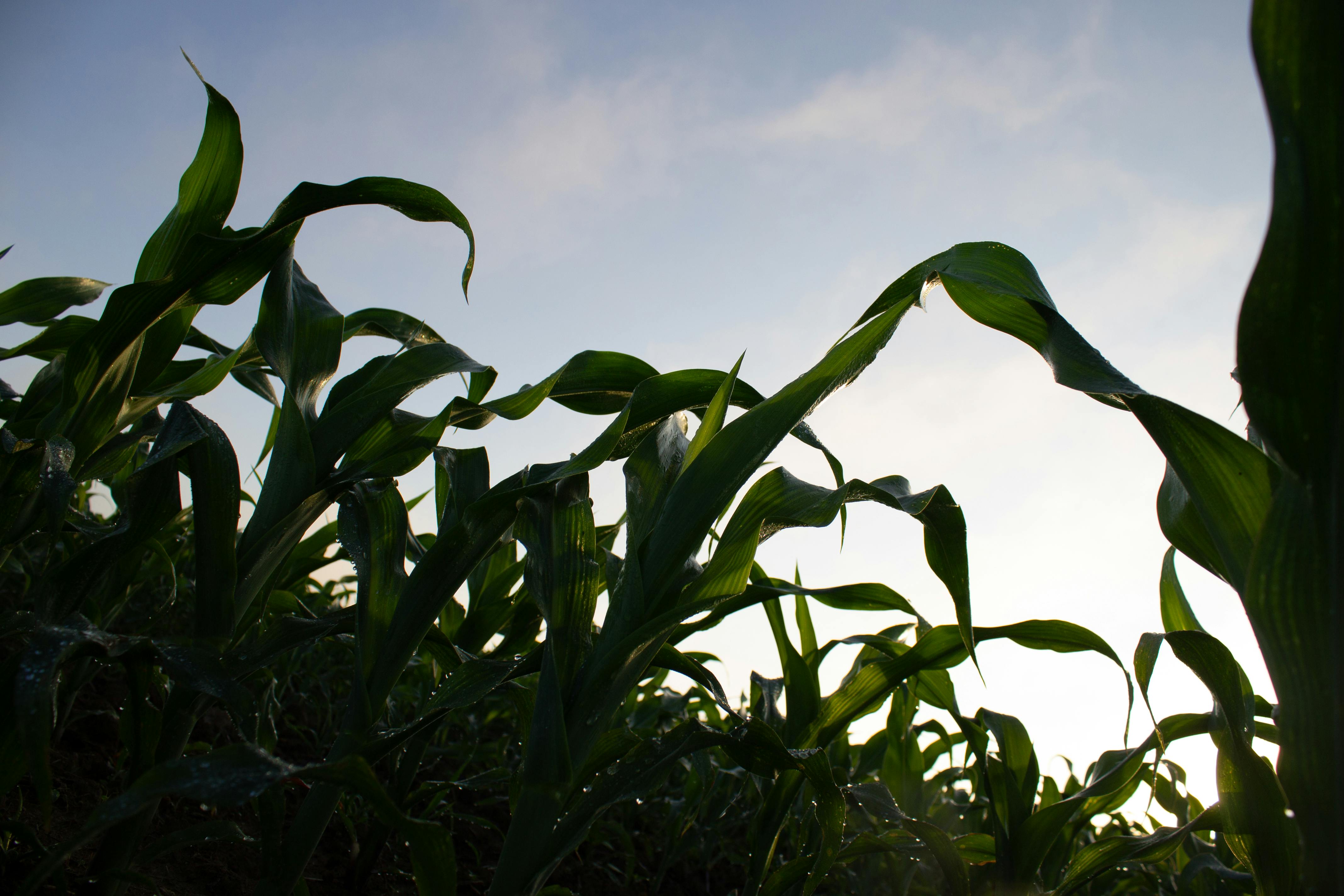 National Corn Growers Association and Ag Data Transparent Release Transparency Principles for Ag Carbon — Photo by Sam McCool