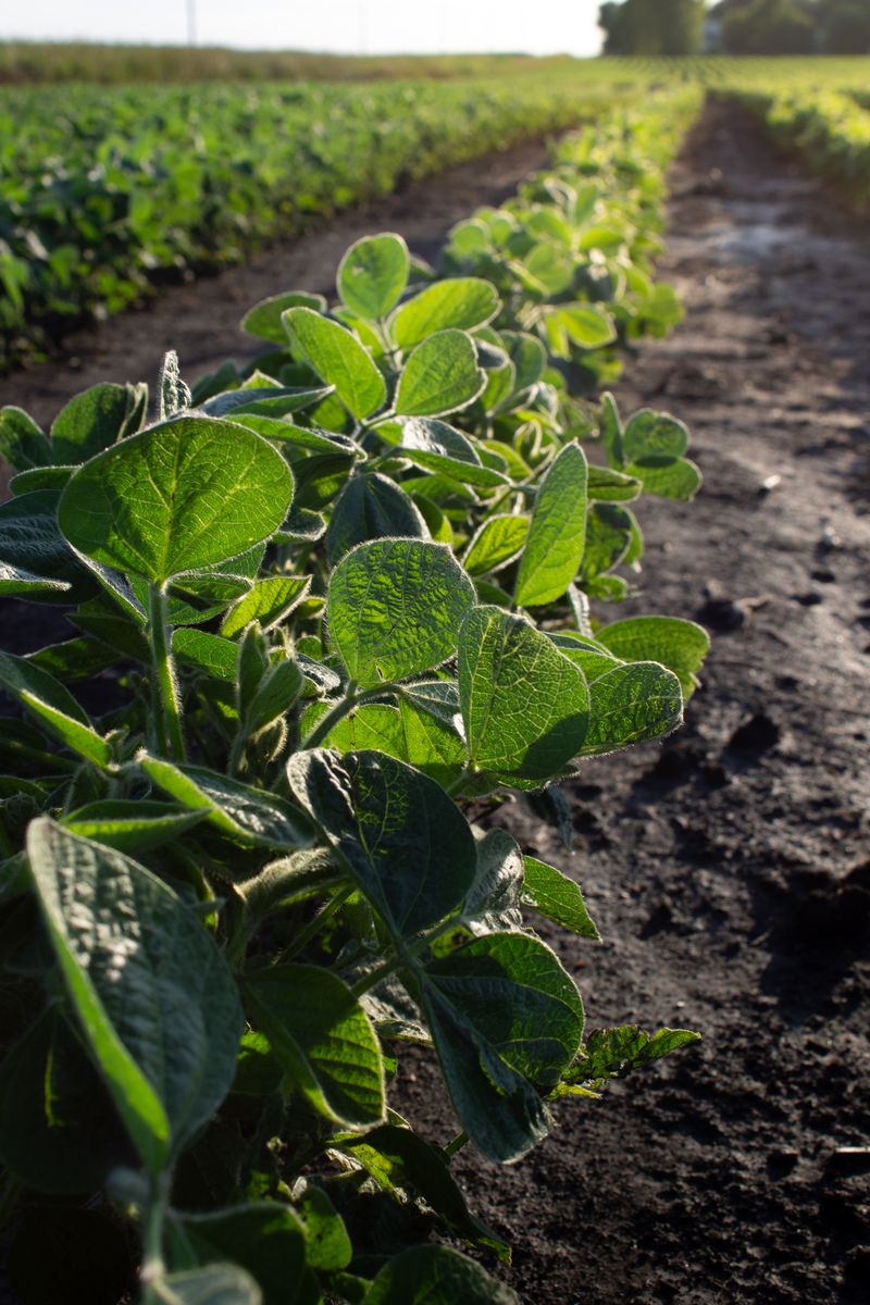 Soybean field rows