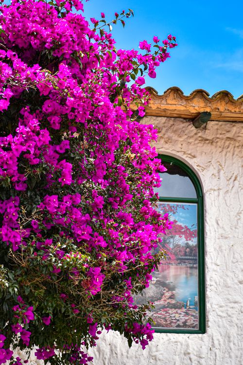Free Stunning bougainvillea blooms contrast with a white stucco wall and window in sunny Boyacá, Colombia. Stock Photo