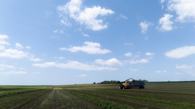 Un trattore sta raccogliendo l'insilato di mais sotto un cielo azzurro e terso in un vasto terreno agricolo.