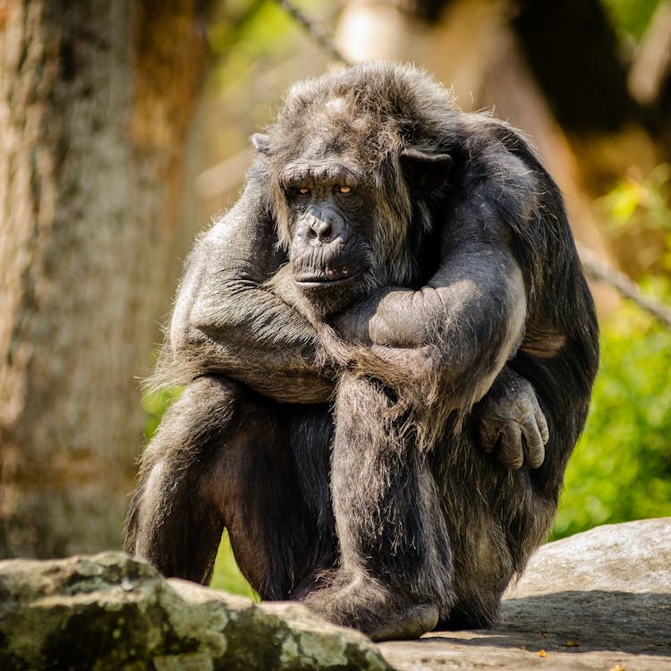 無料 昼間のクローズアップ写真で灰色の石の上に座っているチンパンジー 写真素材