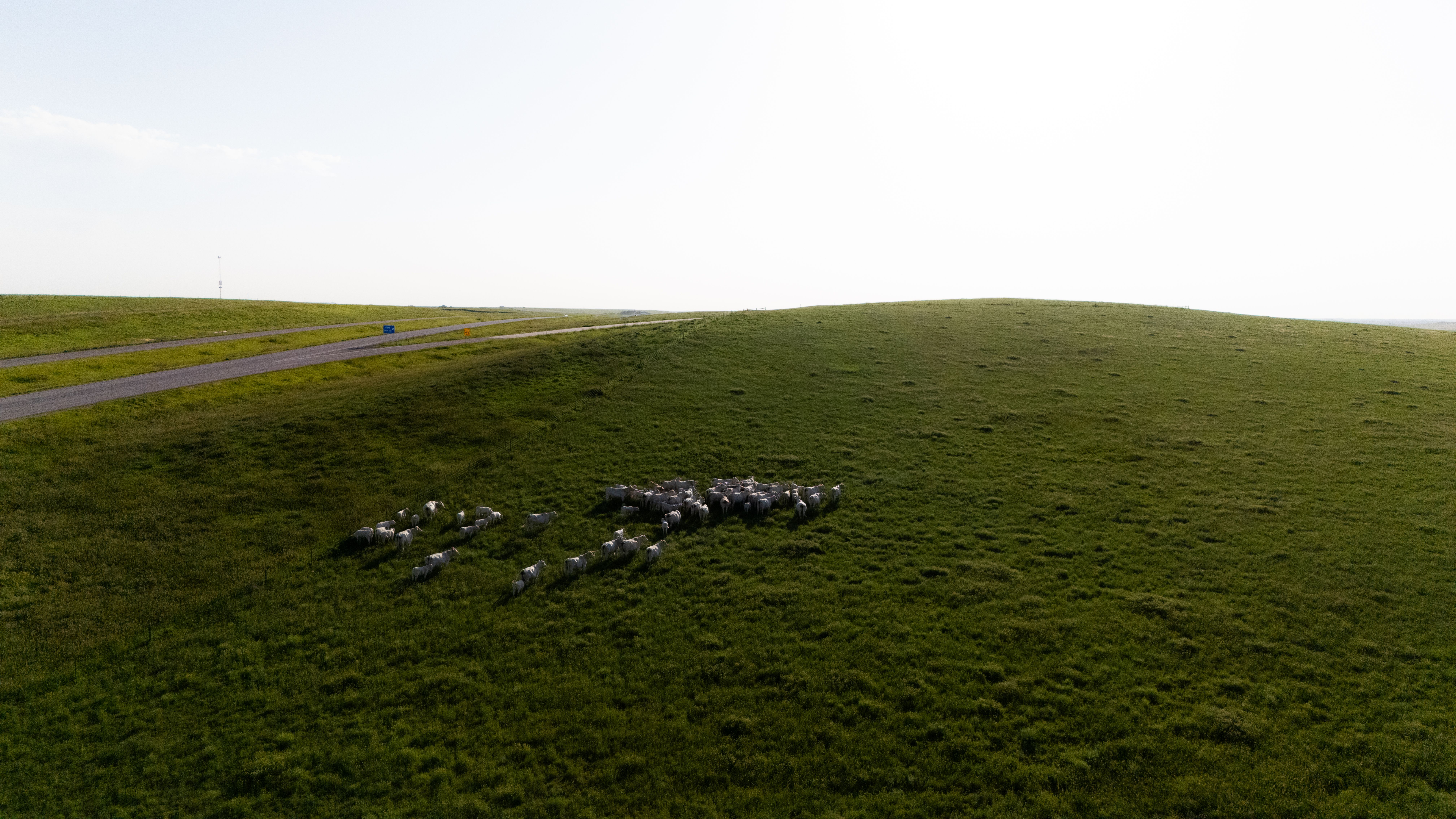 Aerial View of Sheep on Lush Green Pasture · Free Stock Photo