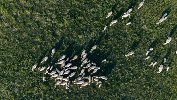 Drone shot capturing a herd of cattle grazing on a vast grassland during daytime.