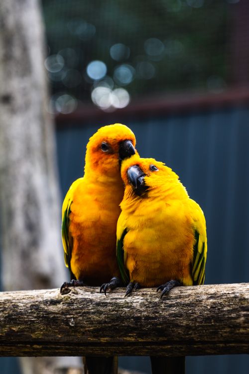 Free Two colorful parakeets perched on a branch are engaging in a friendly interaction, showcasing the beauty of nature. Stock Photo