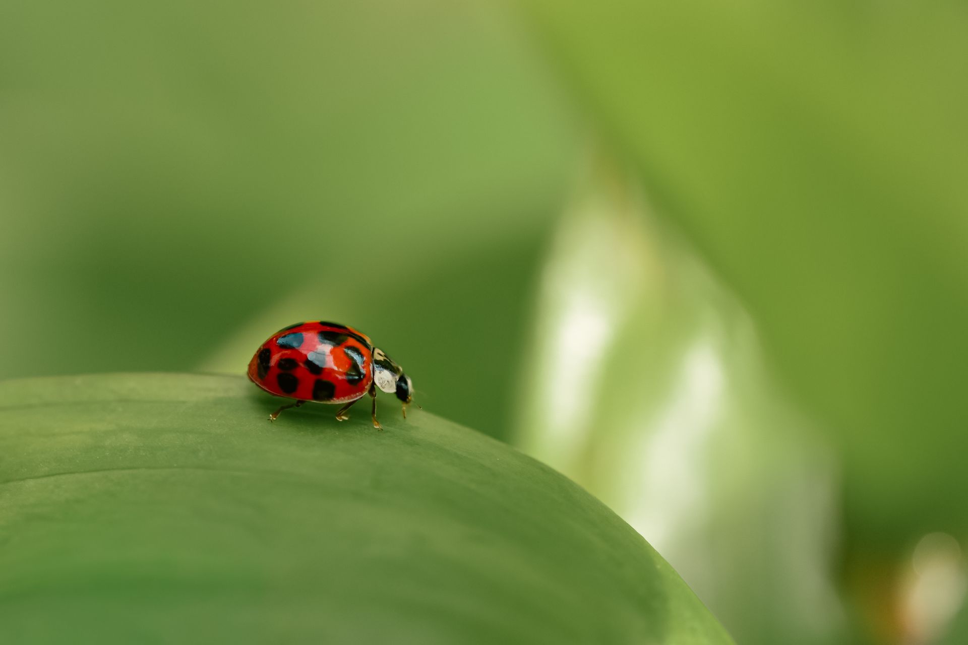 Macro shot of a red and black ladybug on a green leaf in natural setting.