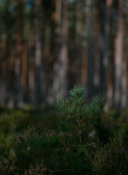 A young pine sapling grows in a lush, sun-dappled forest, symbolizing new growth and natural beauty.