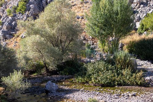 Free Peaceful river scene with lush greenery in Tunceli, Türkiye. Stock Photo