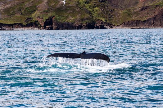 whale photo