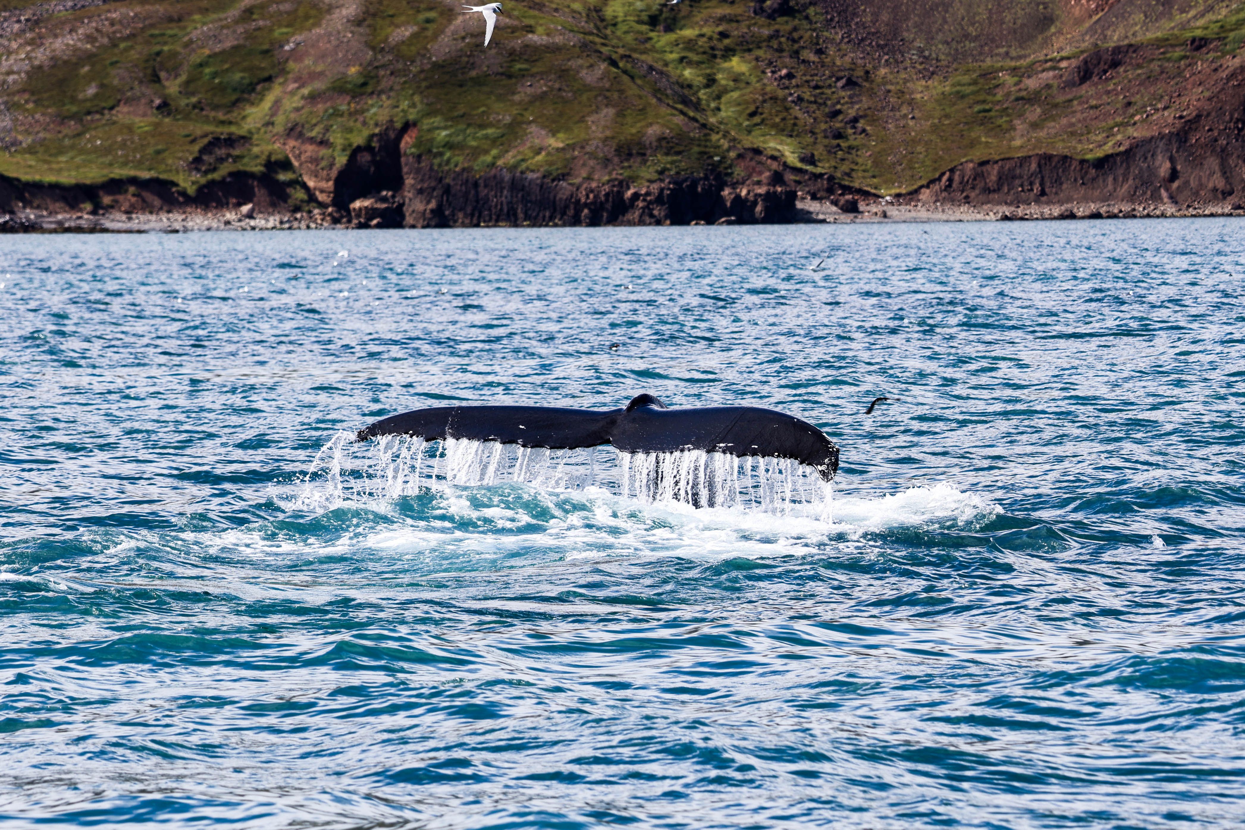 Humpback Whale Tail in Húsavík, Iceland · Free Stock Photo