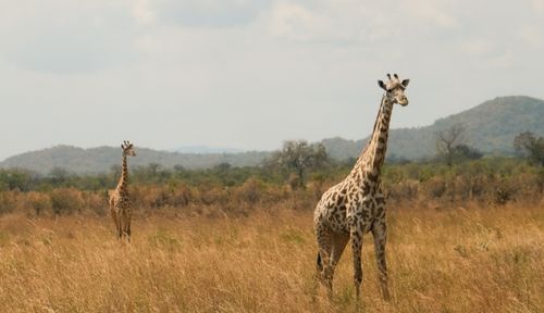 Free Two giraffes in the grassy plains of Morogoro, Tanzania's serene landscape. Stock Photo