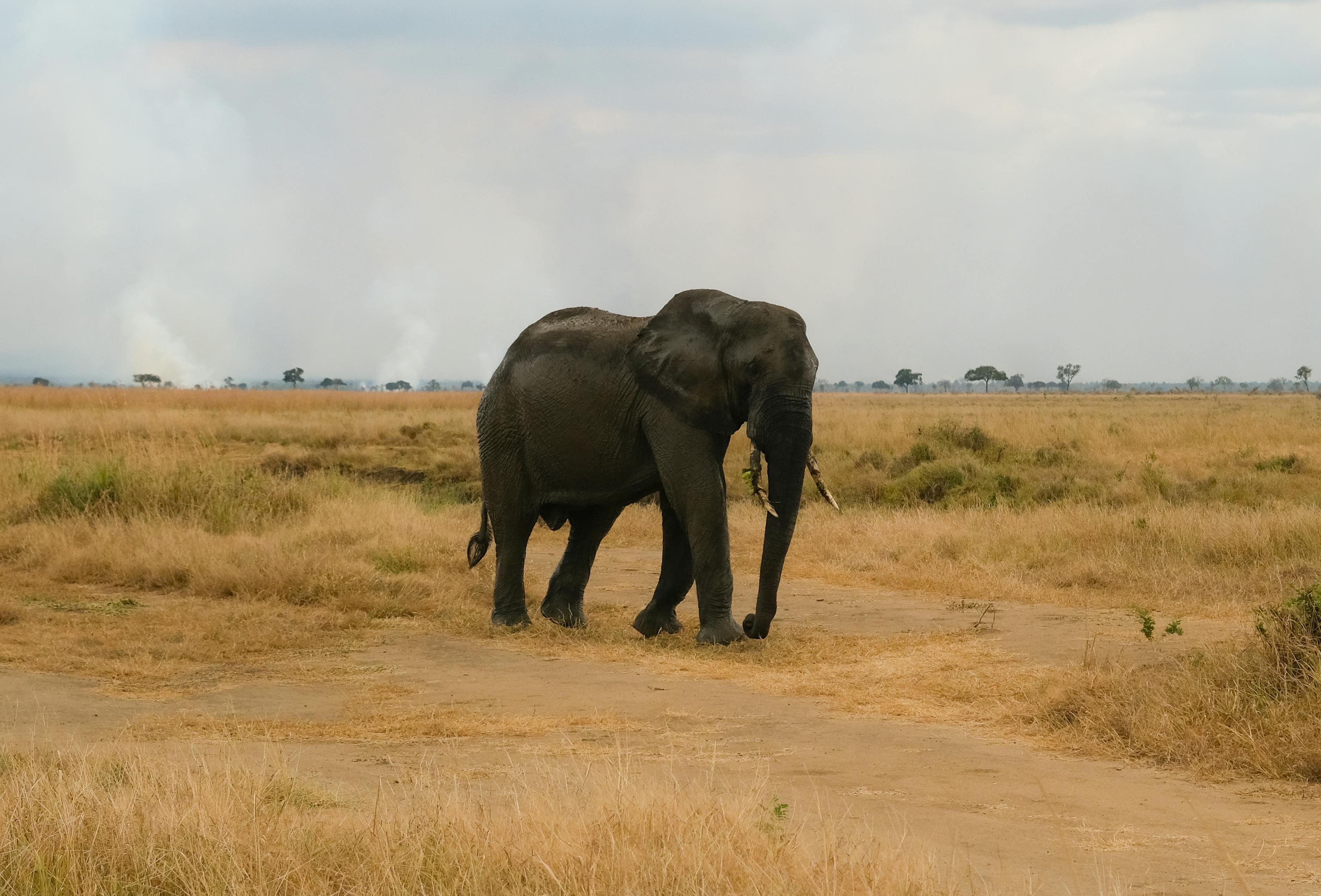 Elephant