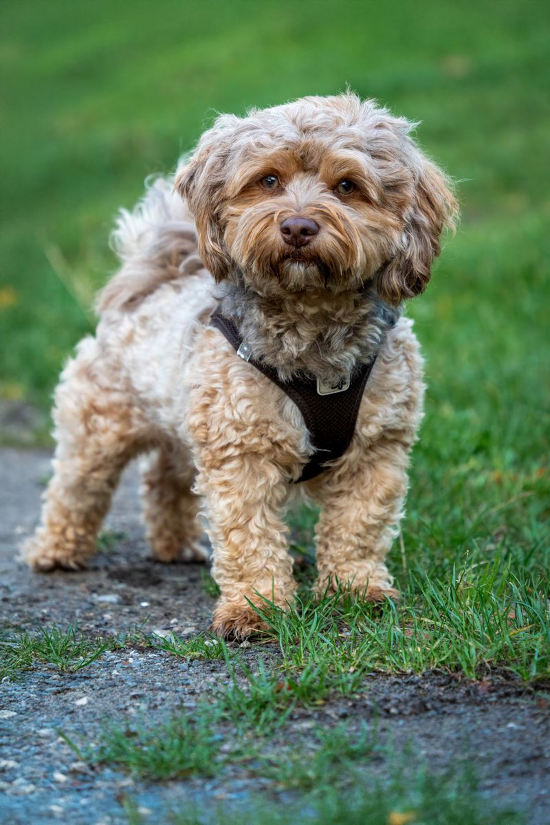 Pepper - photo 1