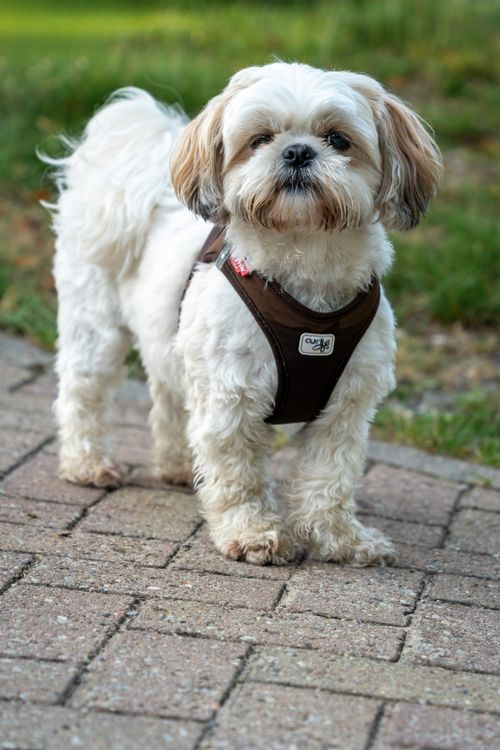 Adorable Cockapoo Puppy on a Walk Outdoors · Free Stock Photo