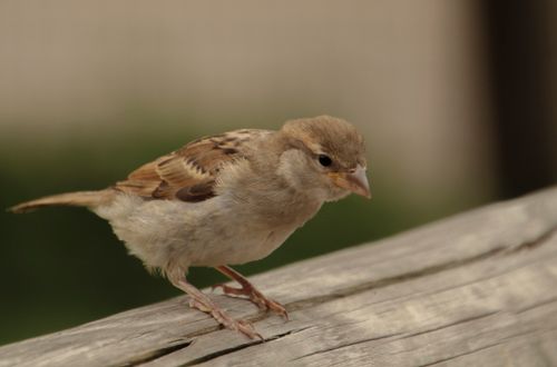 Free A detailed shot of a house sparrow perched on uneven wooden surface, outdoors. Stock Photo