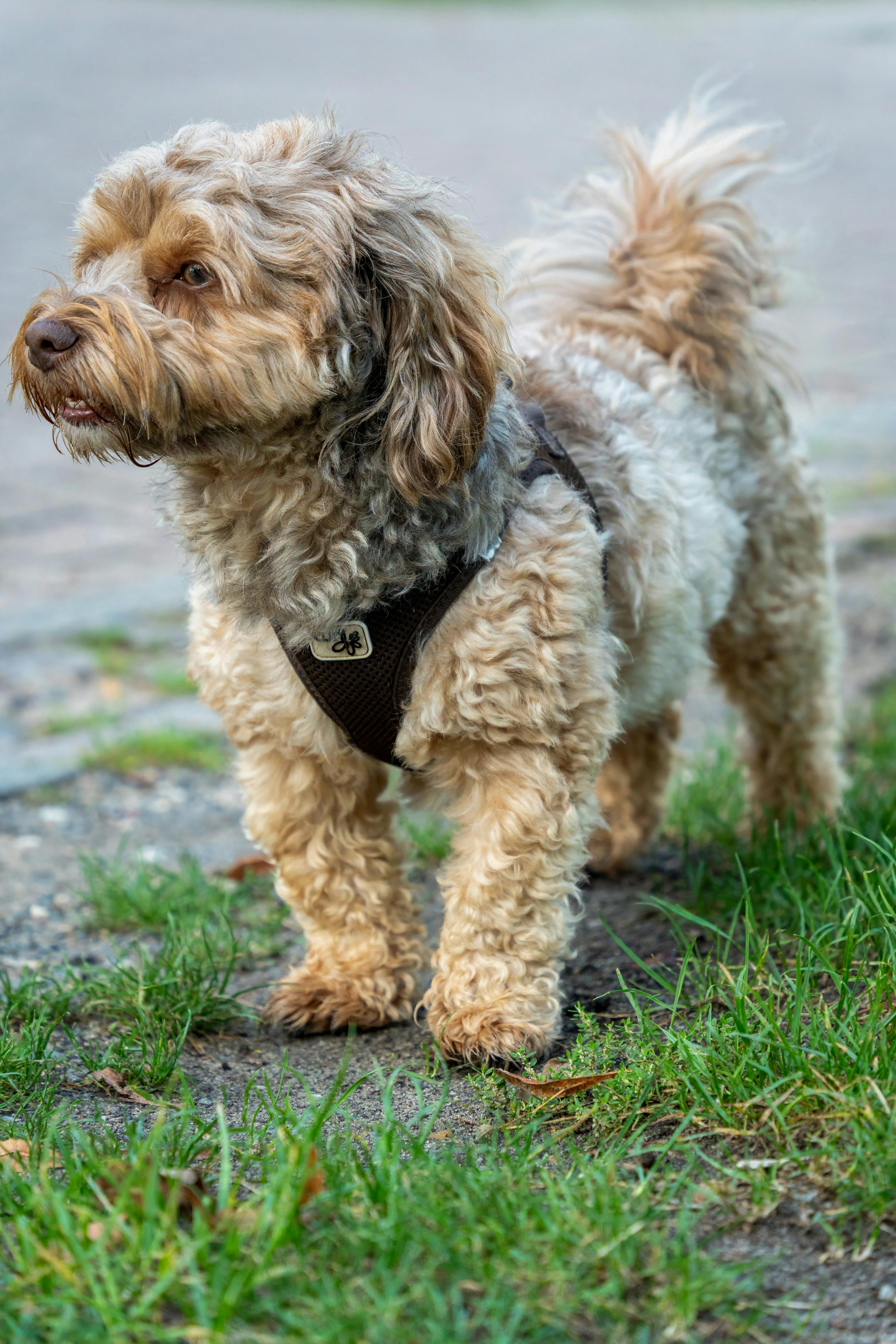 grátis Cockapoo Foto profissional