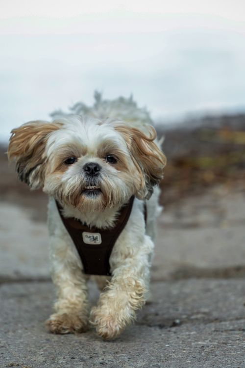 Free Charming Shih Tzu dog walking on a pathway outdoors, showcasing its fluffy coat and friendly demeanor. Stock Photo