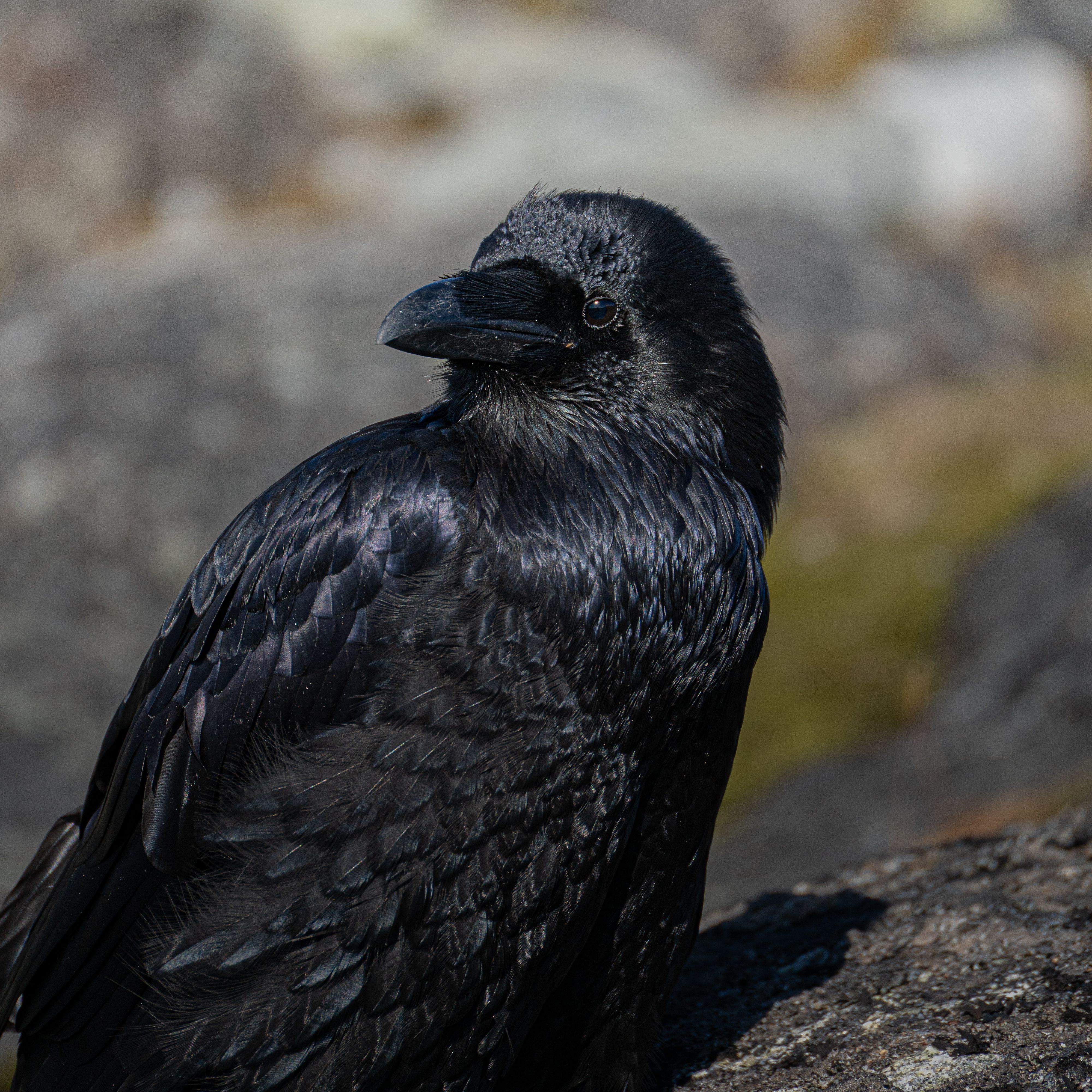 Close-up portrait of a raven perched on rocks in Nuuk, Greenland.