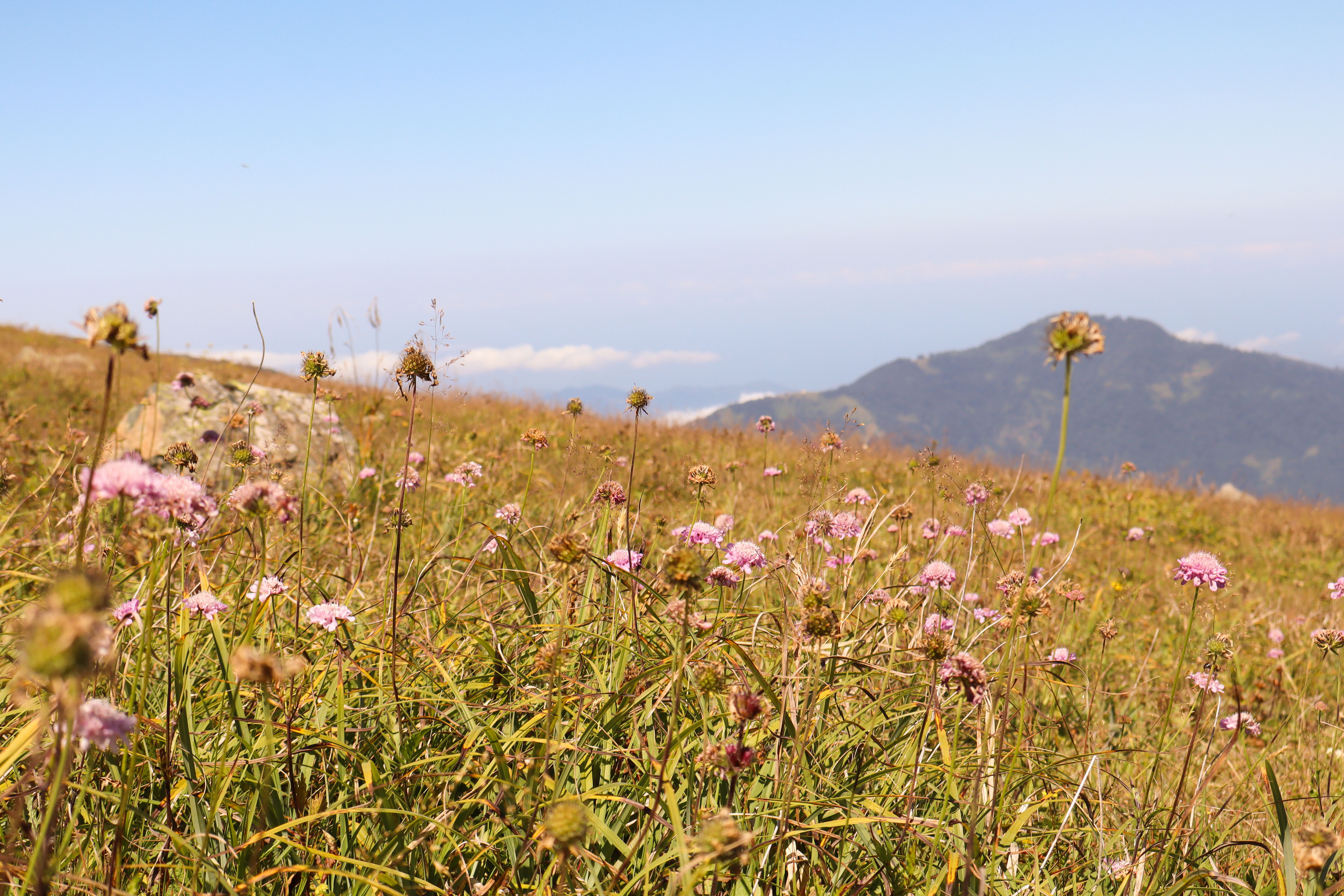 Native wildflower meadow with diverse plant species