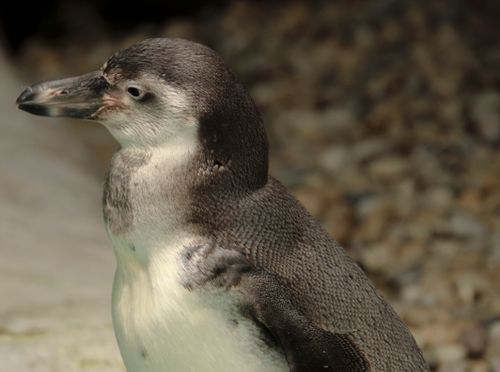 Free An up-close look at a Humboldt Penguin showcasing its distinct features with a blurred background. Stock Photo