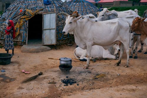 Free A pastoral scene with cattle and a young girl by a traditional hut in rural Africa. Stock Photo