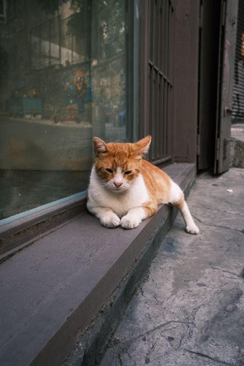Free A relaxed ginger and white cat lounging on a city sidewalk in İstanbul, Türkiye, showcasing urban life. Stock Photo