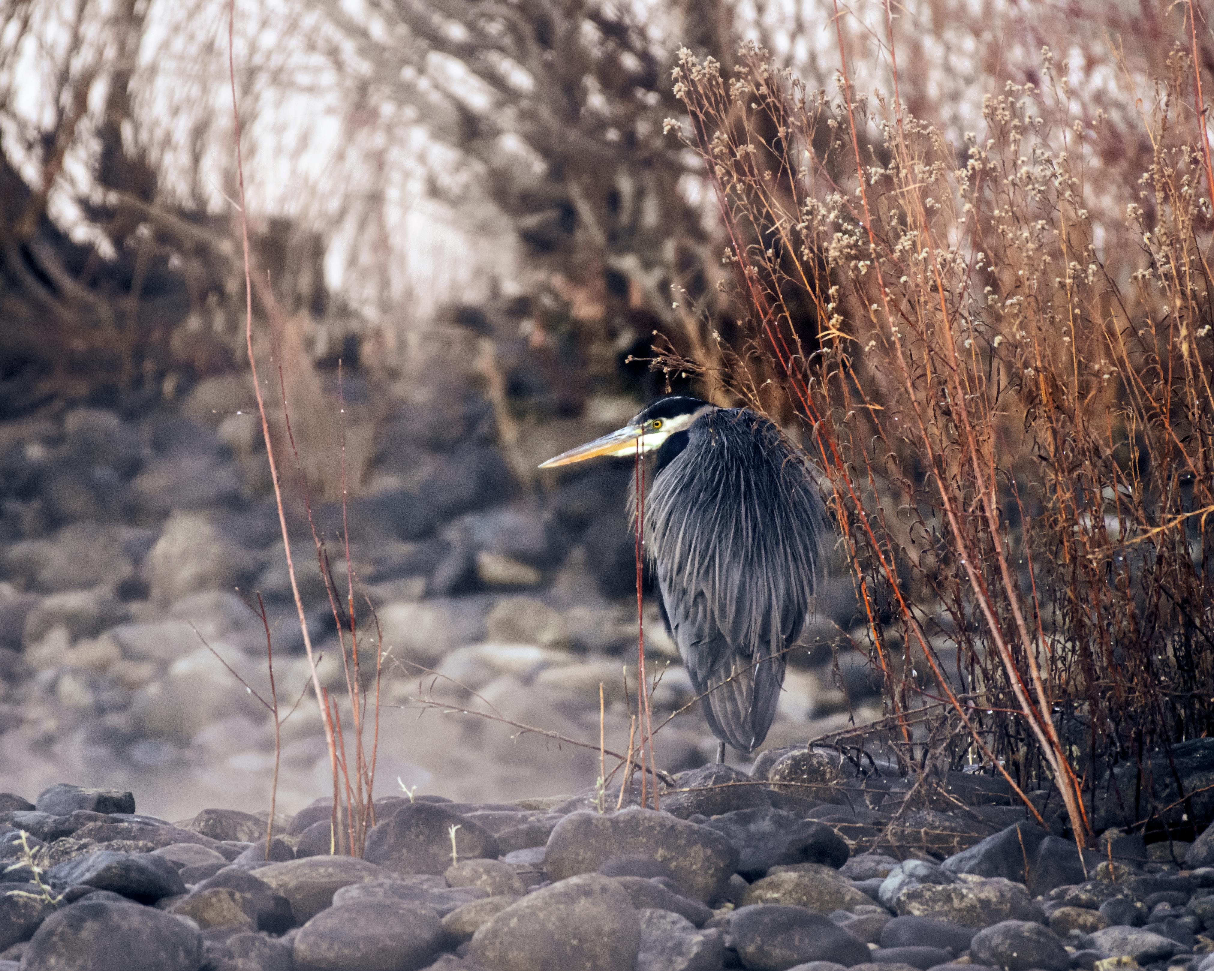 巴西狂欢节桑巴舞者