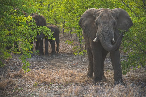 ฟรี คลังภาพถ่ายฟรี ของ การถ่ายภาพสัตว์, ช้าง, สนาม คลังภาพถ่าย