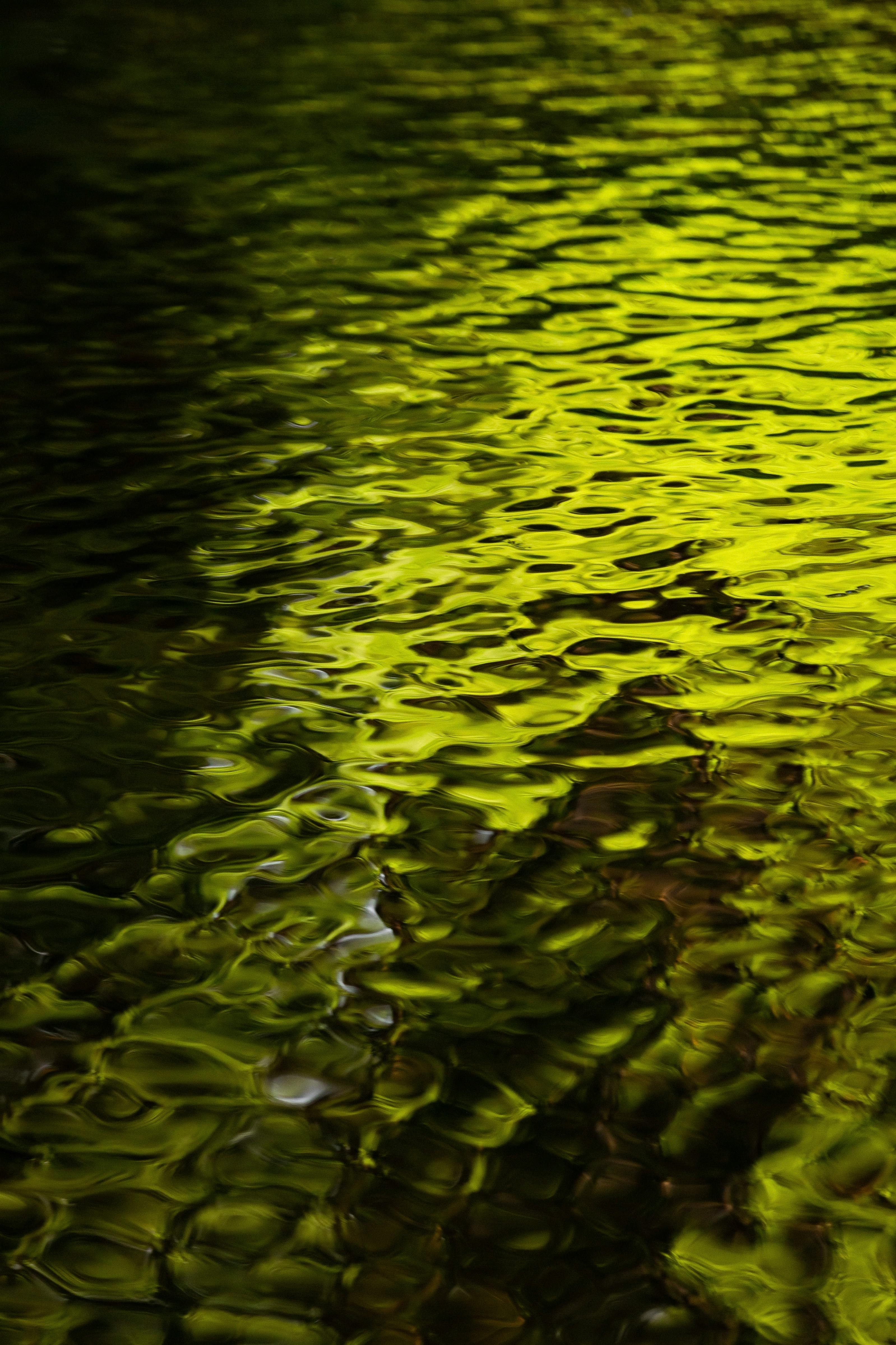 Calm and peaceful river reflecting lush green foliage. Perfect for conveying tranquility and nature's beauty.