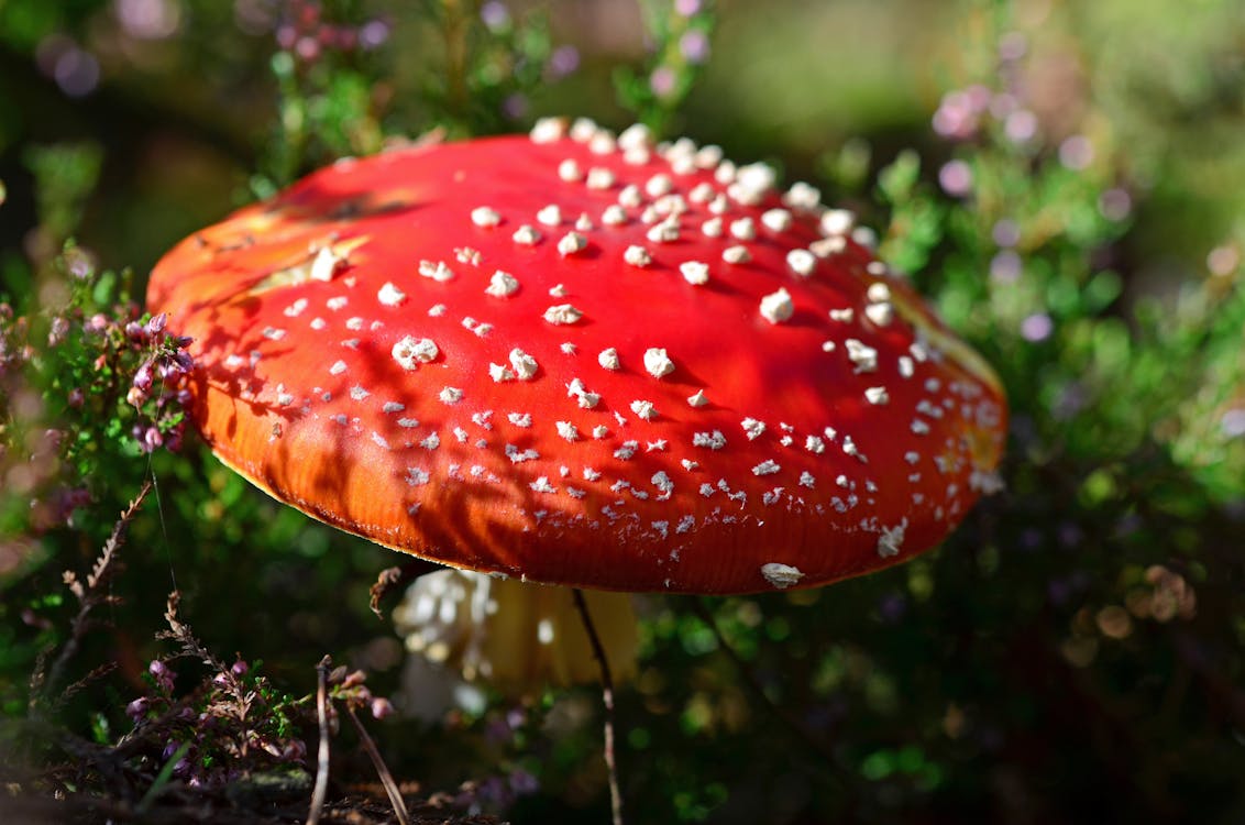grátis Fungos Vermelhos Durante O Dia Foto profissional
