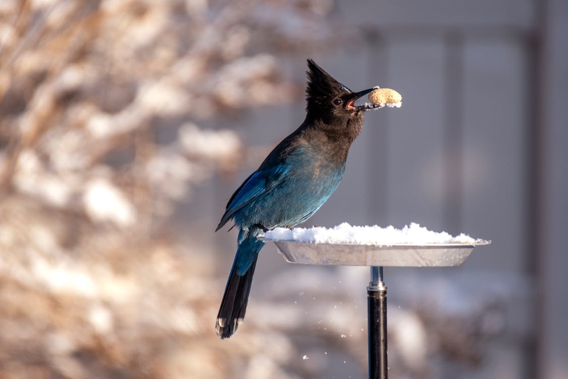 Fotografía De Enfoque Superficial De Pájaro Azul Y Negro