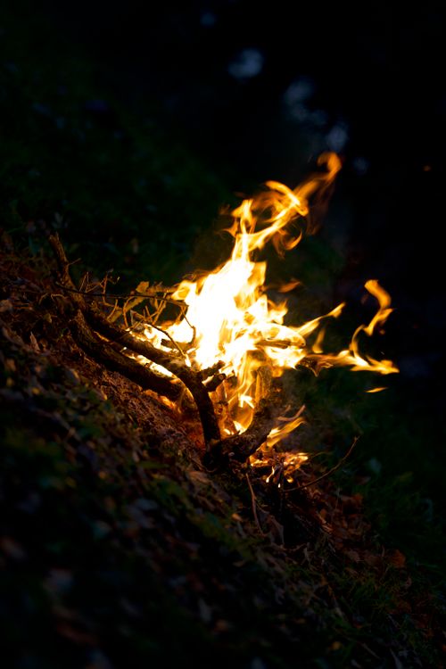 Free A vibrant campfire illuminates the forest during a tranquil evening. Stock Photo