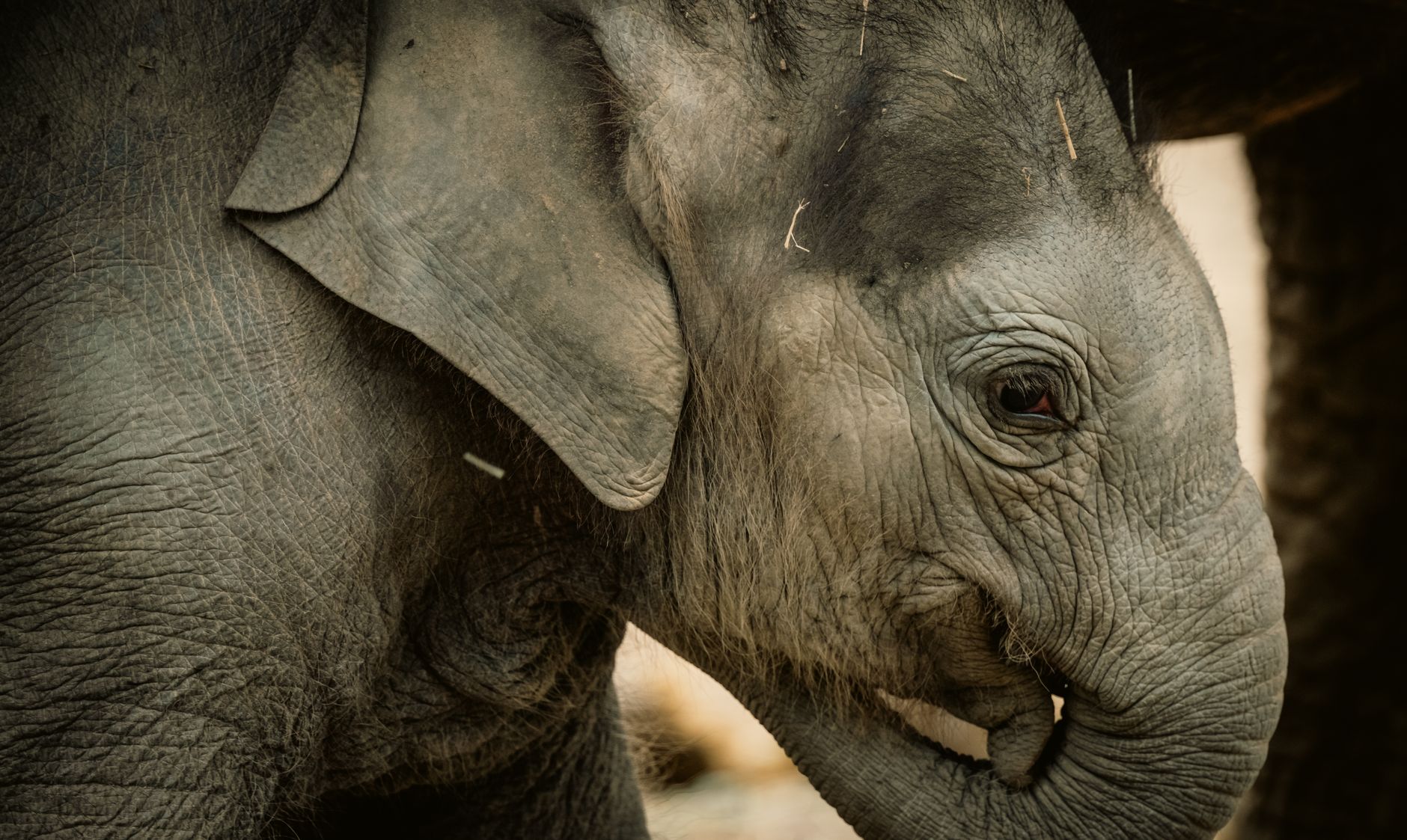 Kabar Bahagia dari Riau: Seekor Anak Gajah Sumatera Jantan Lahir di TN Tesso Nilo