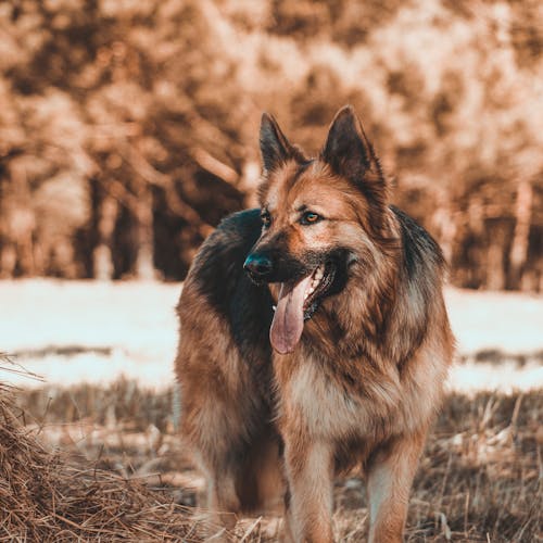 Бесплатное стоковое фото с animal, brown, dog