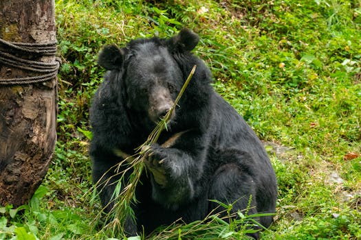 Close-up of an Asiatic black bear in a lush Darjeeling forest.