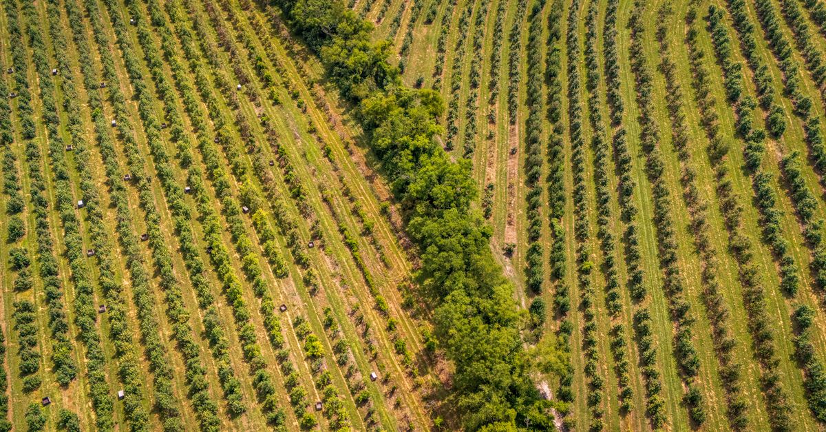 Poirier : Guide Plantation Complet 2026