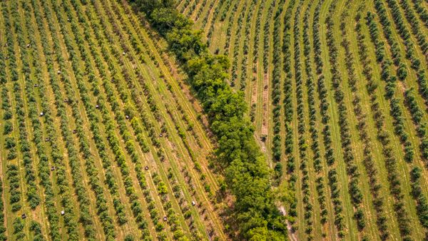 Aerial vineyard rows