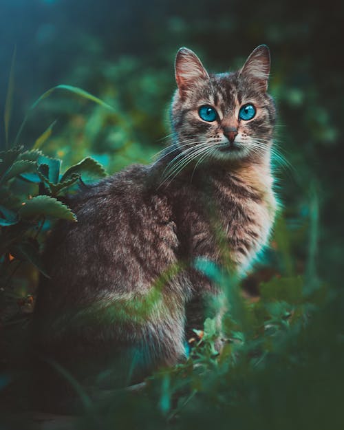 Бесплатное стоковое фото с animal, blue eyes, cat